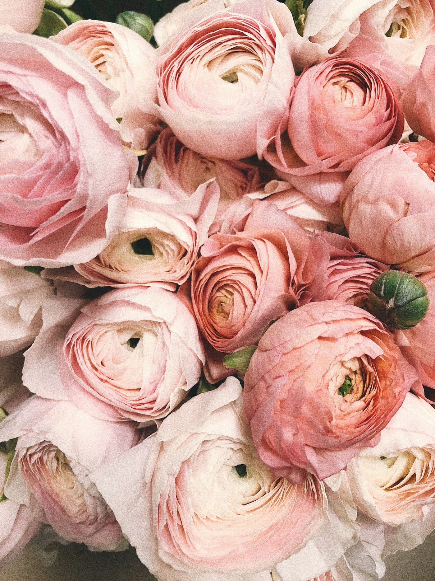 Close arrangement of blush ranunculus blooms